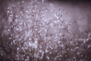 Graspanicles, Toning, vignetting, maximum aperture, Graspanicles, Toning, vignetting, maximum aperture,